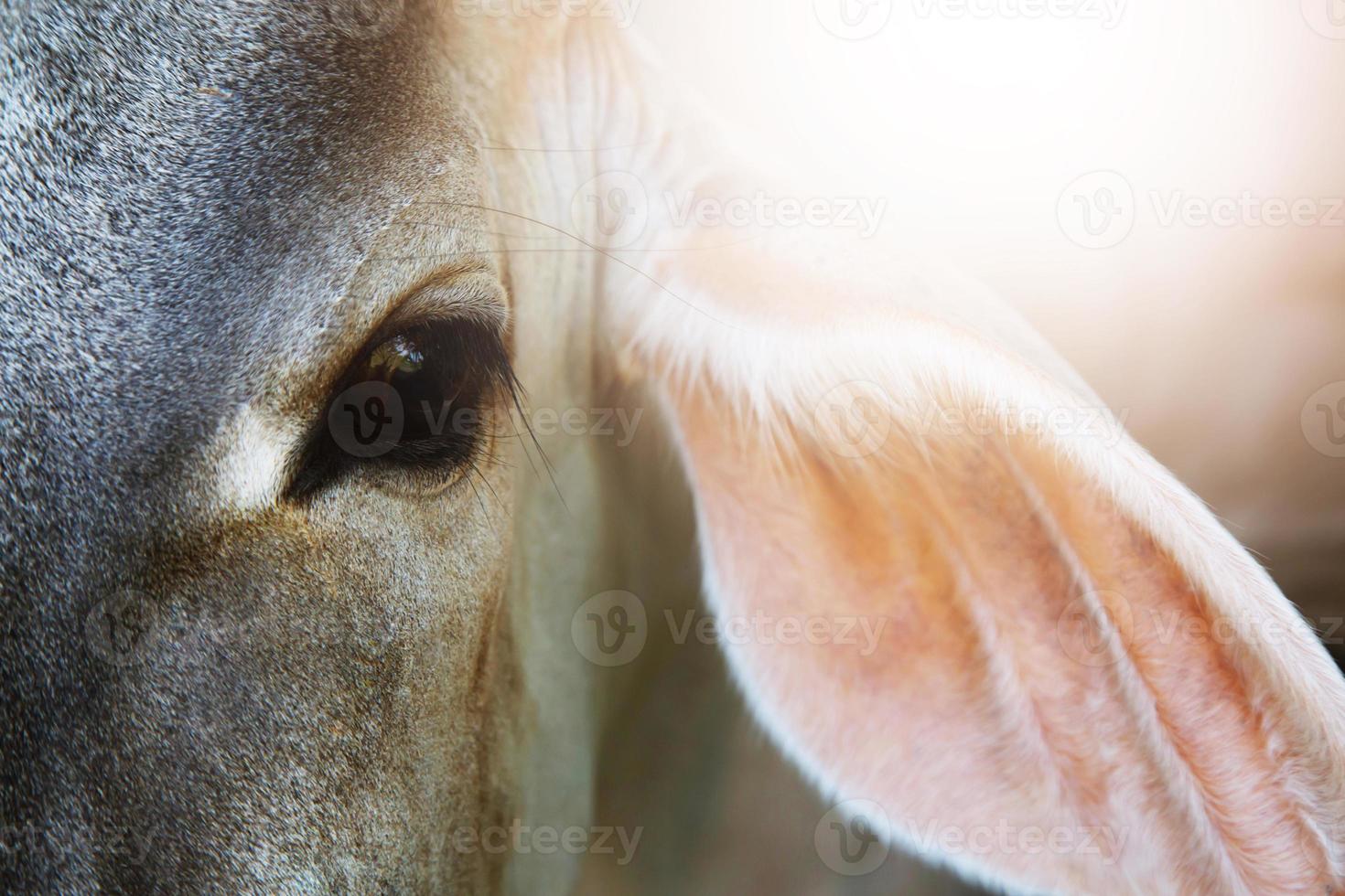 primo piano occhi ritratto di mucca alla luce del sole del mattino, viso di vitello, fuoco selettivo. bovini da carne. foto