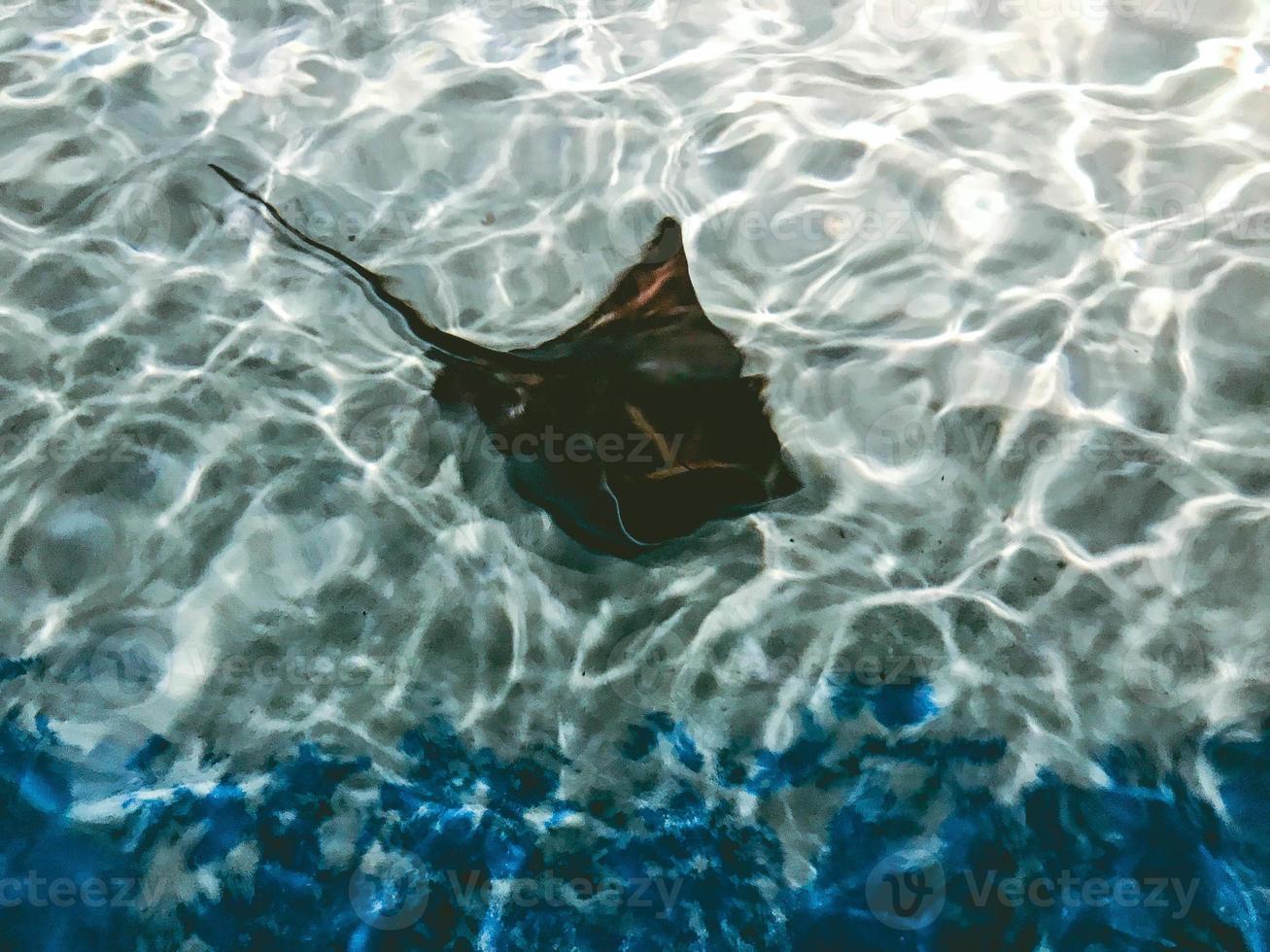 un' enorme nero Stingray con un' coda galleggia su il fondale marino con sabbia e pietre nel il oceanario. subacqueo marino vita. raro esotico pesce foto