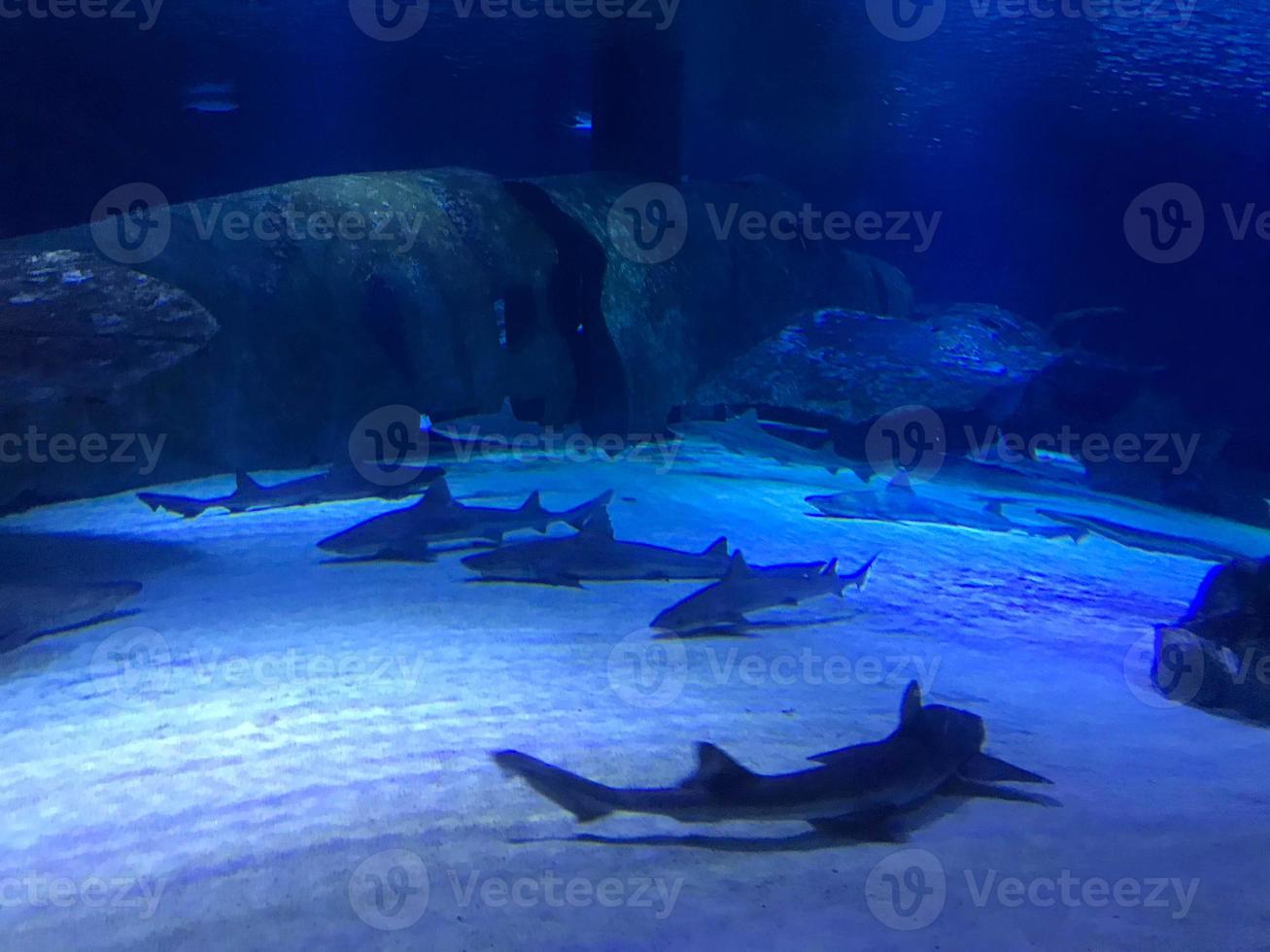 grande acquario con squali nel oceanario. elasmobranch pesce foto