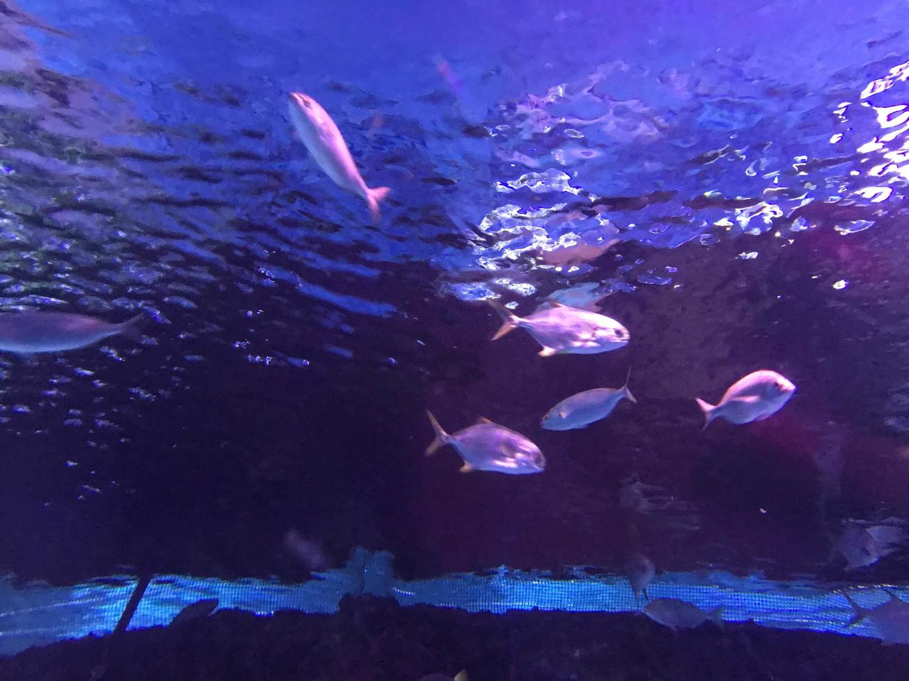 multicolore bellissimo pesce nuotare nel un acquario o subacqueo nel il oceano su un' corallo scogliera. concetto turismo, marino vita, immersione foto