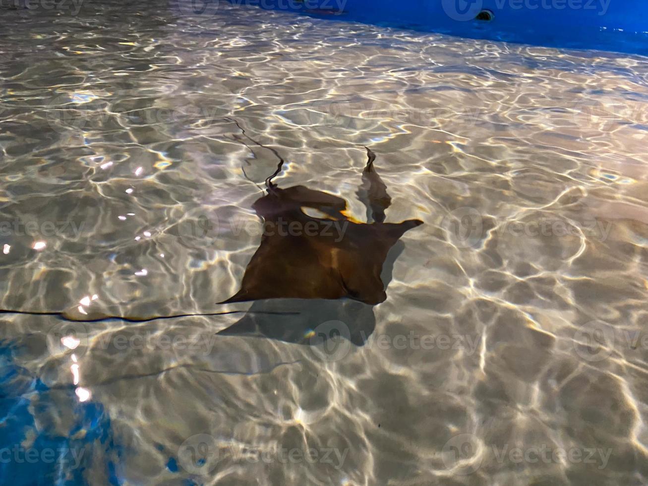vicino su bellissimo Stingray nel il blu oceano. sorridente Stingray nuota sotto blu acqua foto