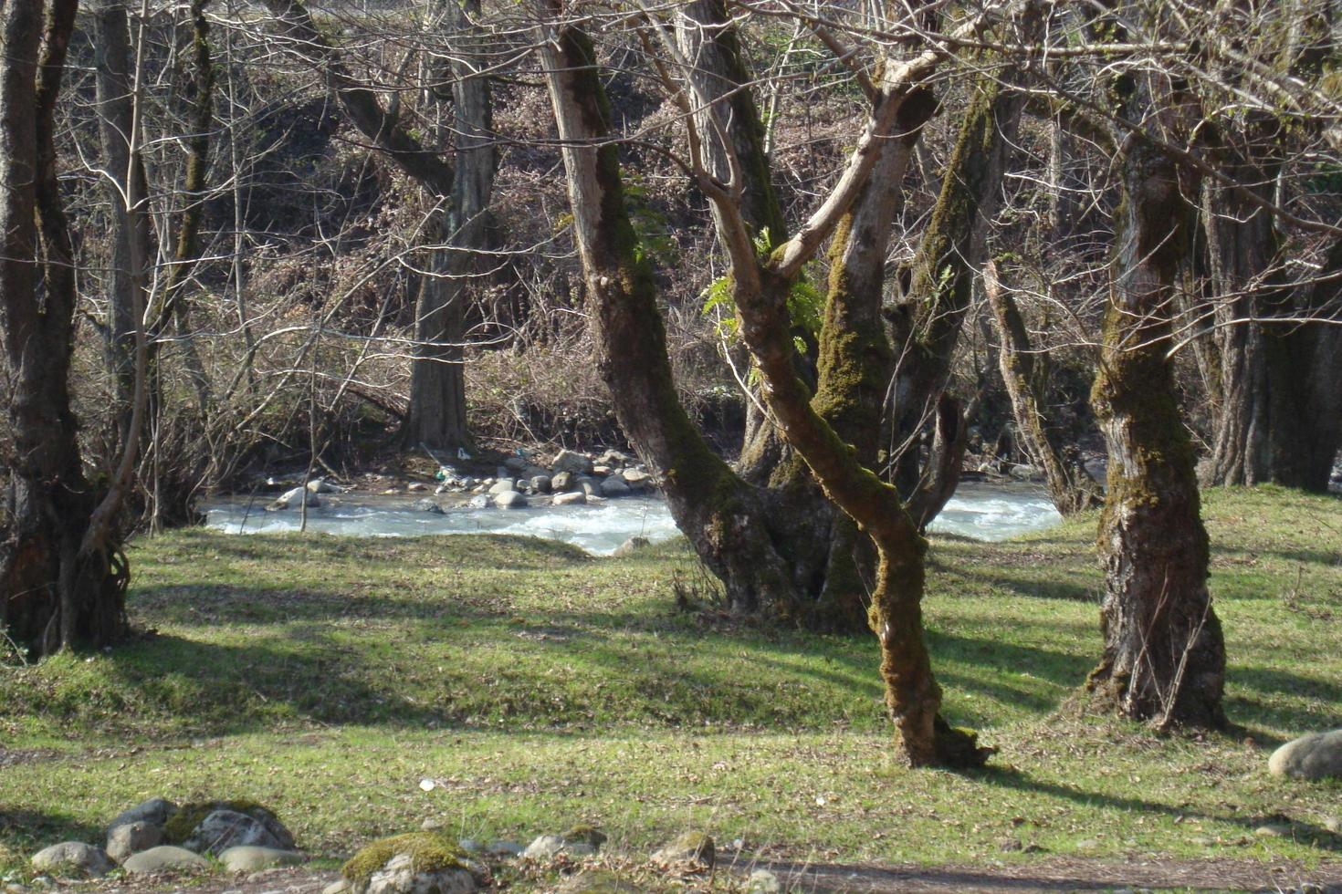 alberi vicino il fiume foto