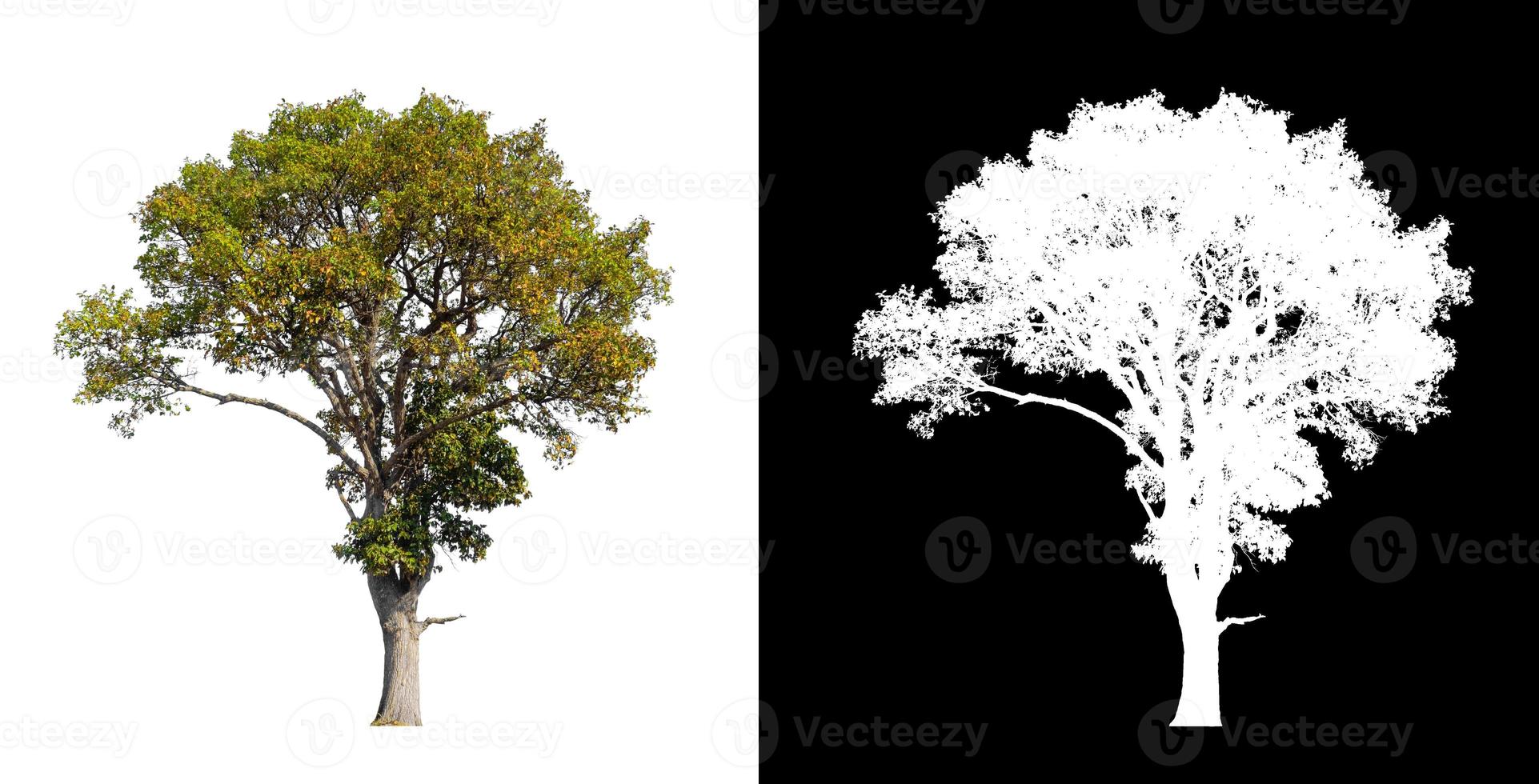 singolo albero con ritaglio sentiero e alfa canale su nero sfondo foto