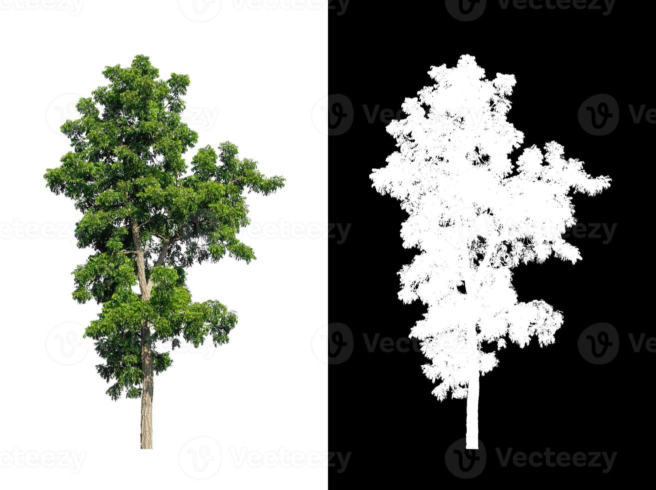 singolo albero con ritaglio sentiero e alfa canale su nero sfondo foto