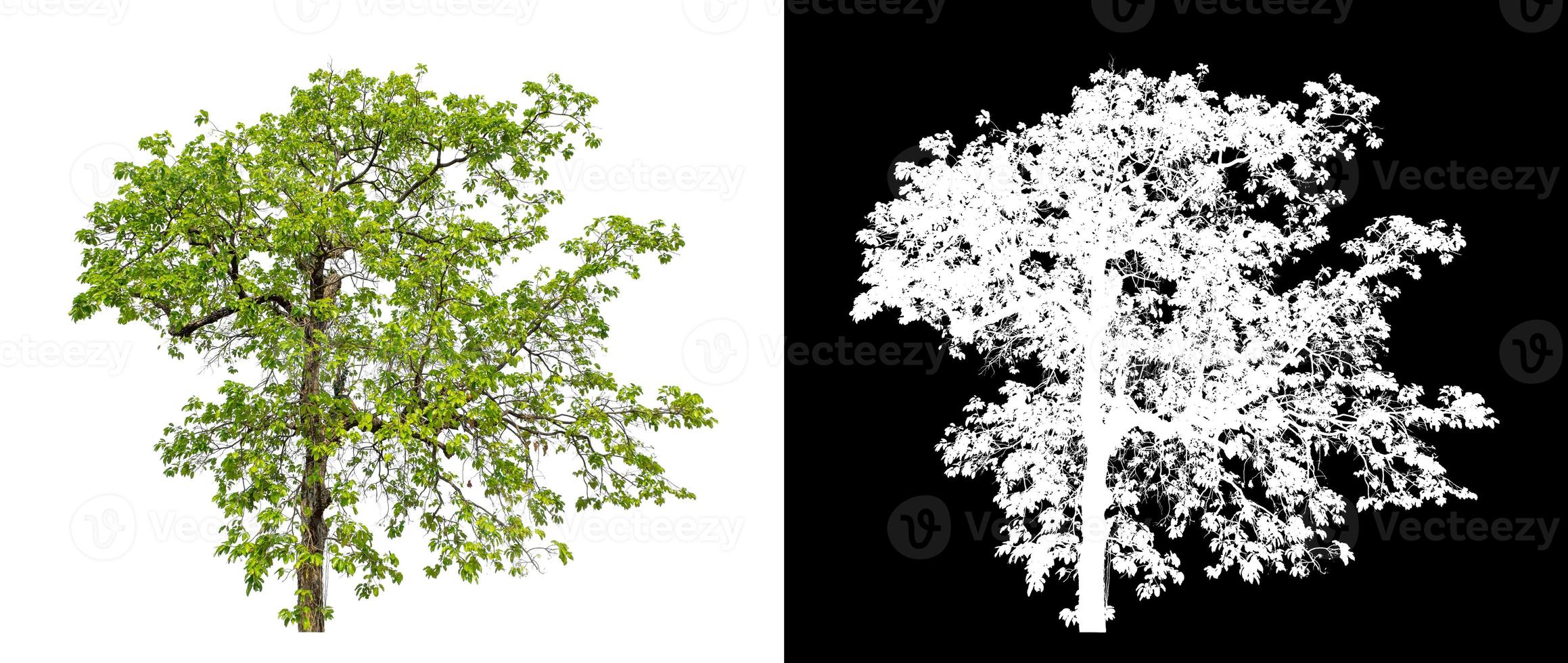 singolo albero con ritaglio sentiero e alfa canale su nero sfondo foto