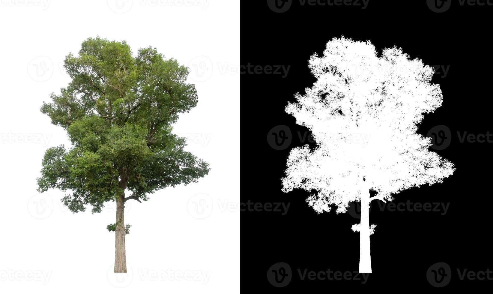 singolo albero con ritaglio sentiero e alfa canale su nero sfondo foto