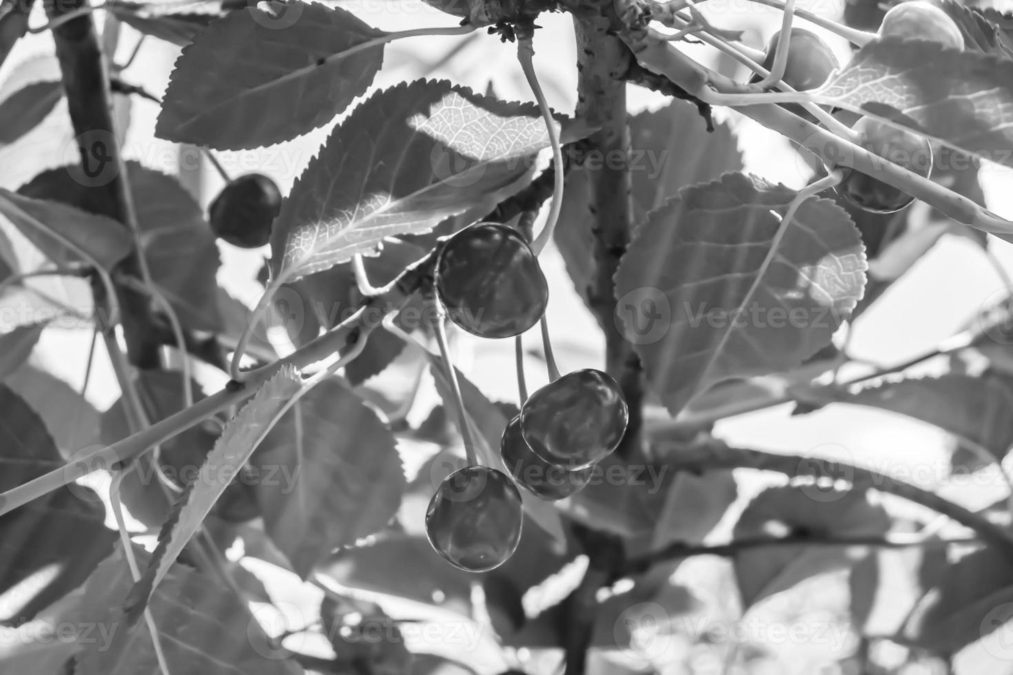 fotografia su tema bellissimo frutta ramo ciliegia albero foto