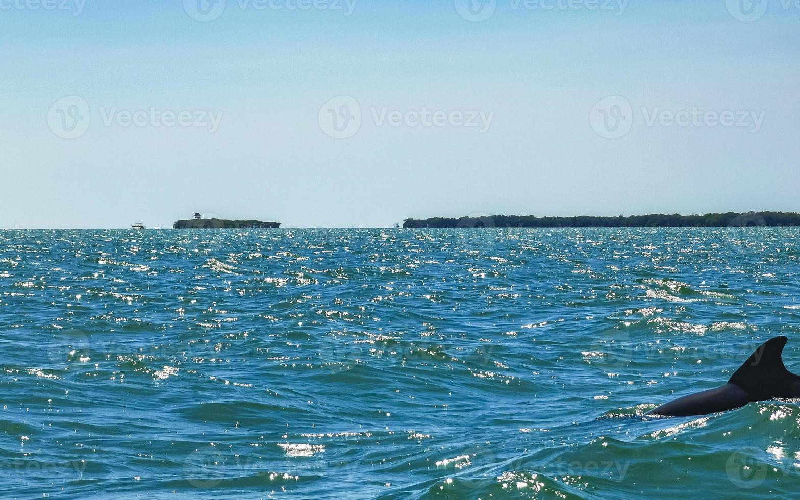 delfini nuoto nel il acqua via holbox isola Messico. foto
