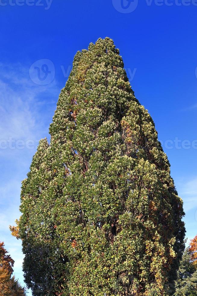 Visualizza di un' cima dell'albero su un' estivo giorno foto