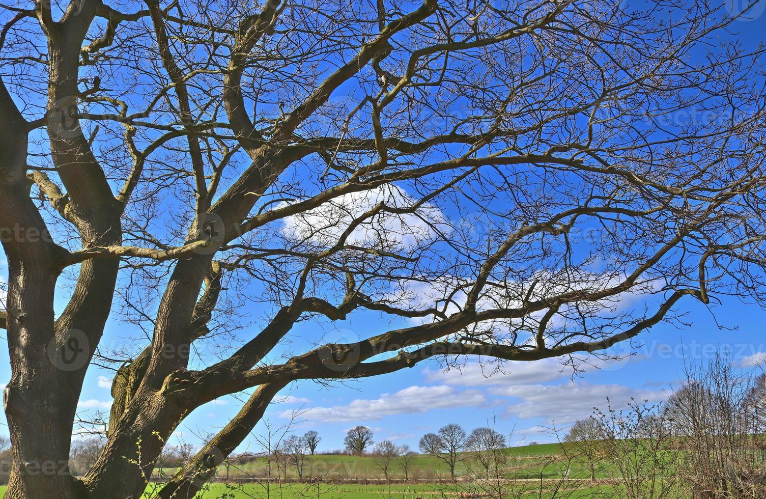 Visualizza di un' cima dell'albero su un' estivo giorno foto