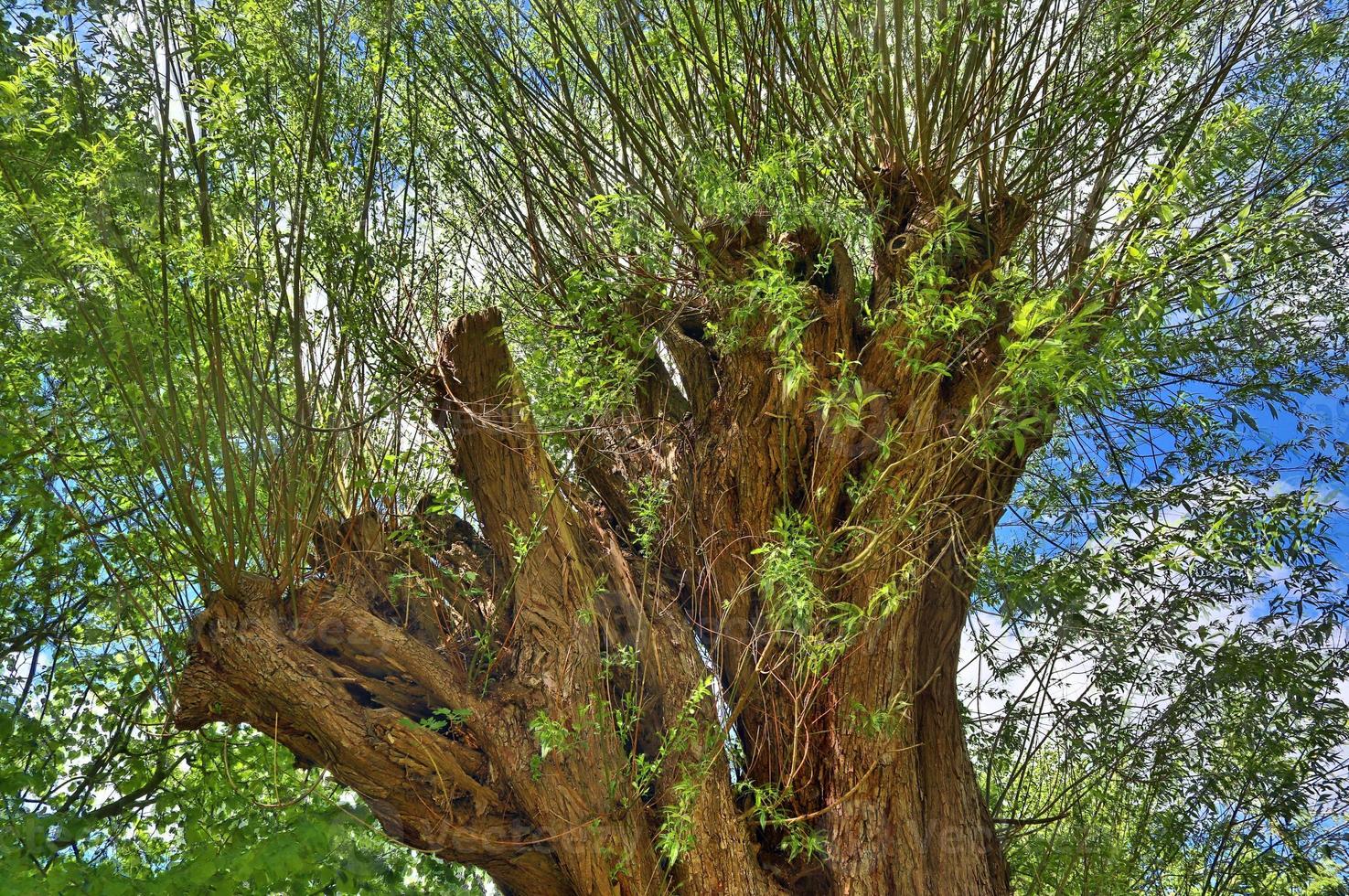 Visualizza di un' cima dell'albero su un' estivo giorno foto