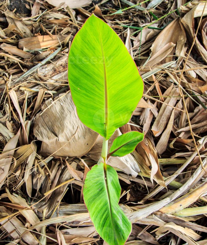 piccolo Banana pianta è in crescita e germinazione giovane verde le foglie con un' naturale picciolo modello nel il agricoltori sezione coperto con asciutto le foglie per inumidire il suolo. foto