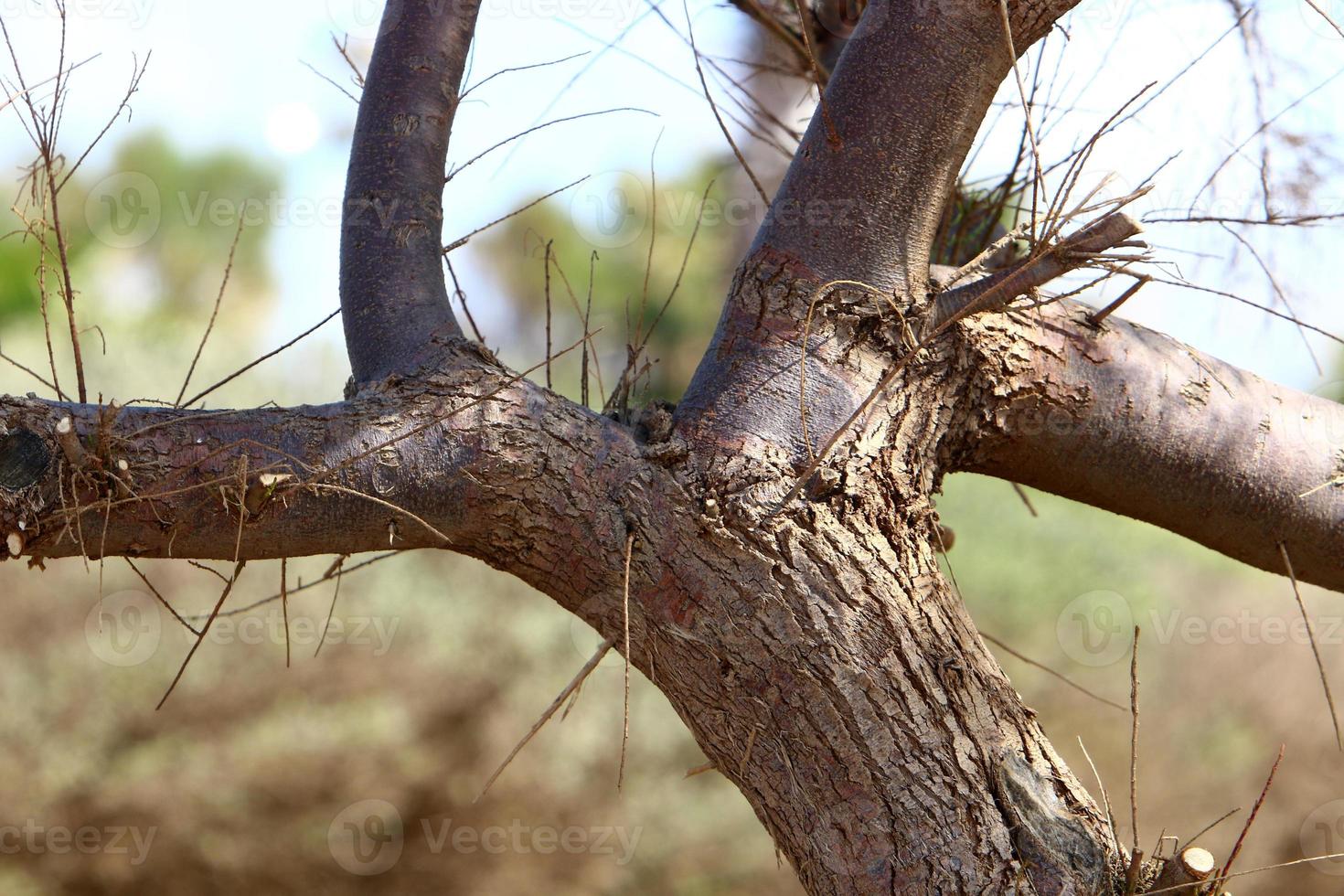 struttura di albero tronco e albero abbaio. foto