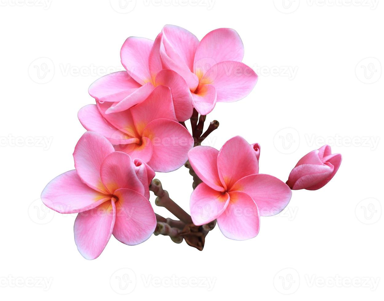plumeria o frangipani o tempio albero fiore. vicino su rosa esotico plumeria fiori mazzo isolato su bianca sfondo. foto