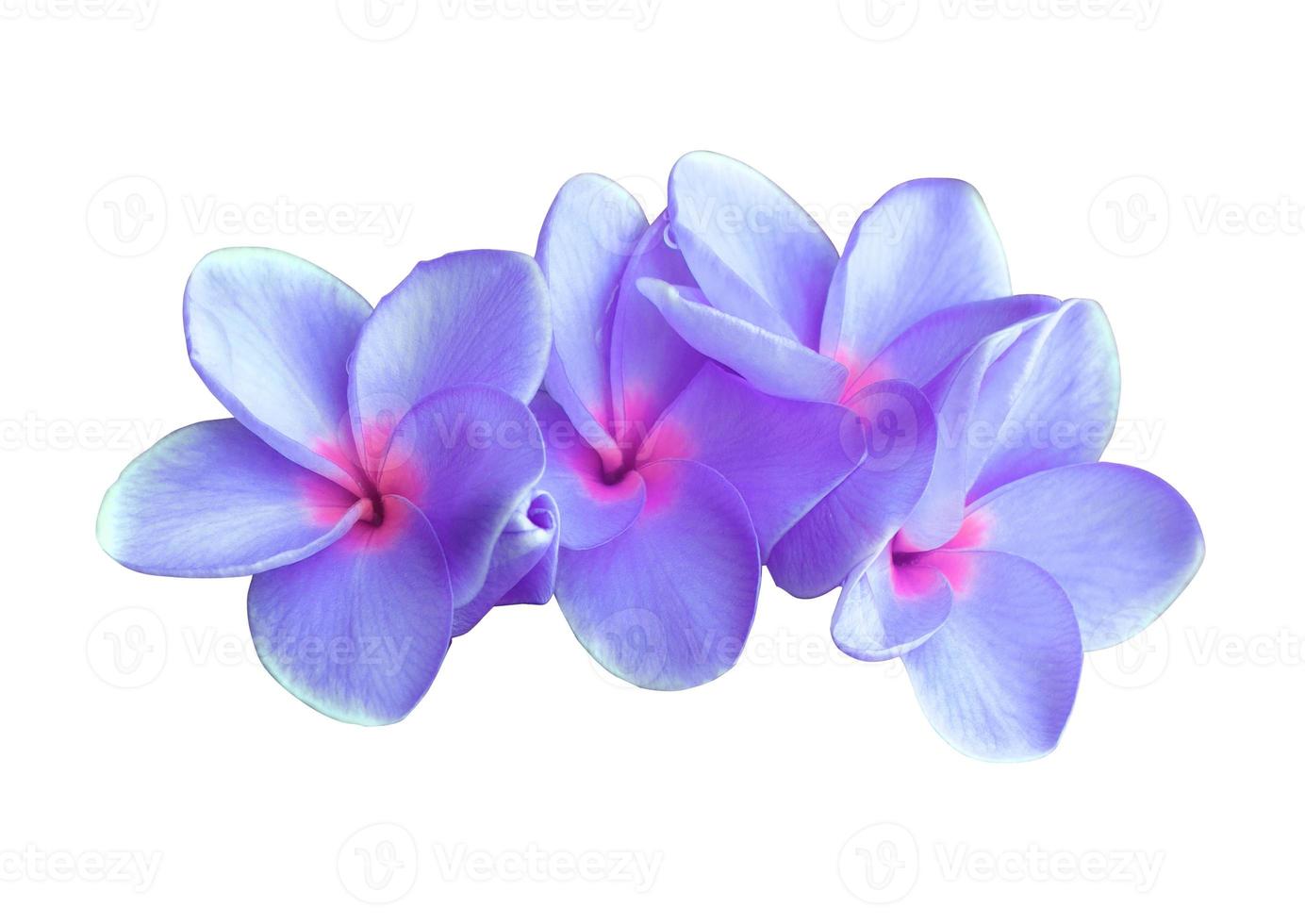 plumeria o frangipani o tempio albero fiore. vicino su rosa-viola esotico plumeria fiori mazzo isolato su bianca sfondo. foto