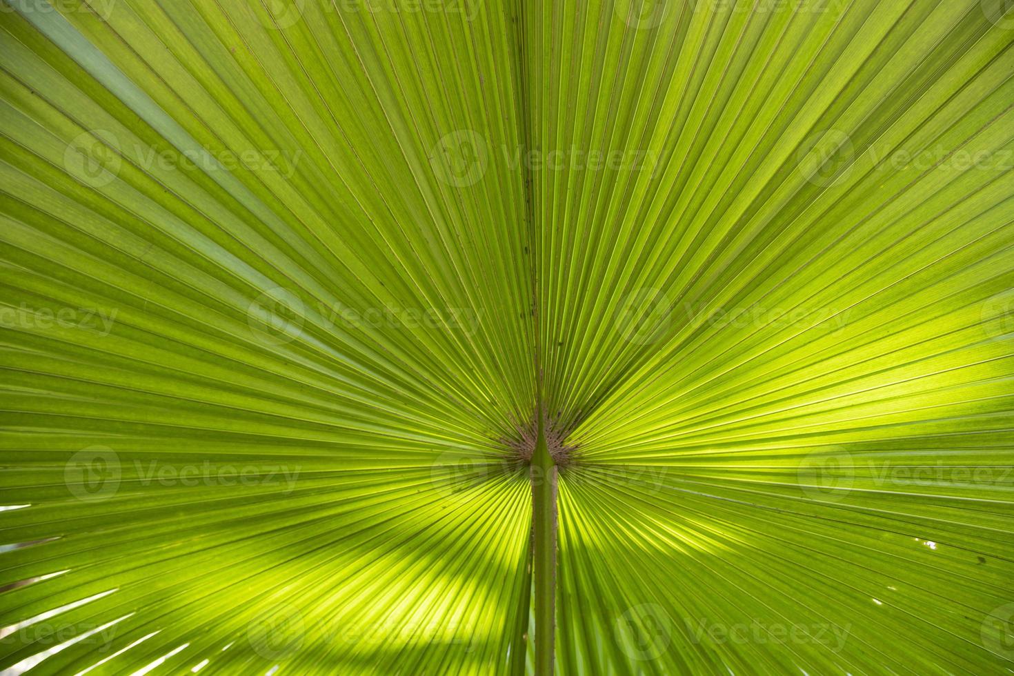 tropicale naturale verde palma le foglie modello struttura astratto sfondo foto