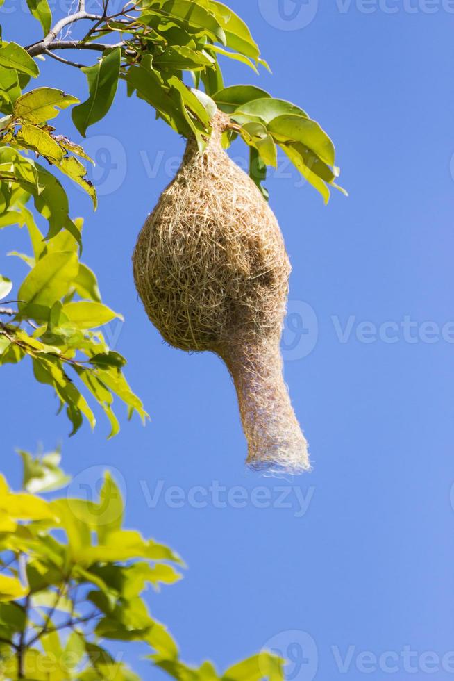 baya tessitore uccello nido ramo su albero foto