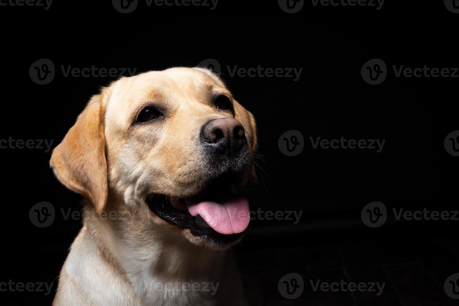 ritratto di un cane labrador retriever su uno sfondo nero isolato. foto