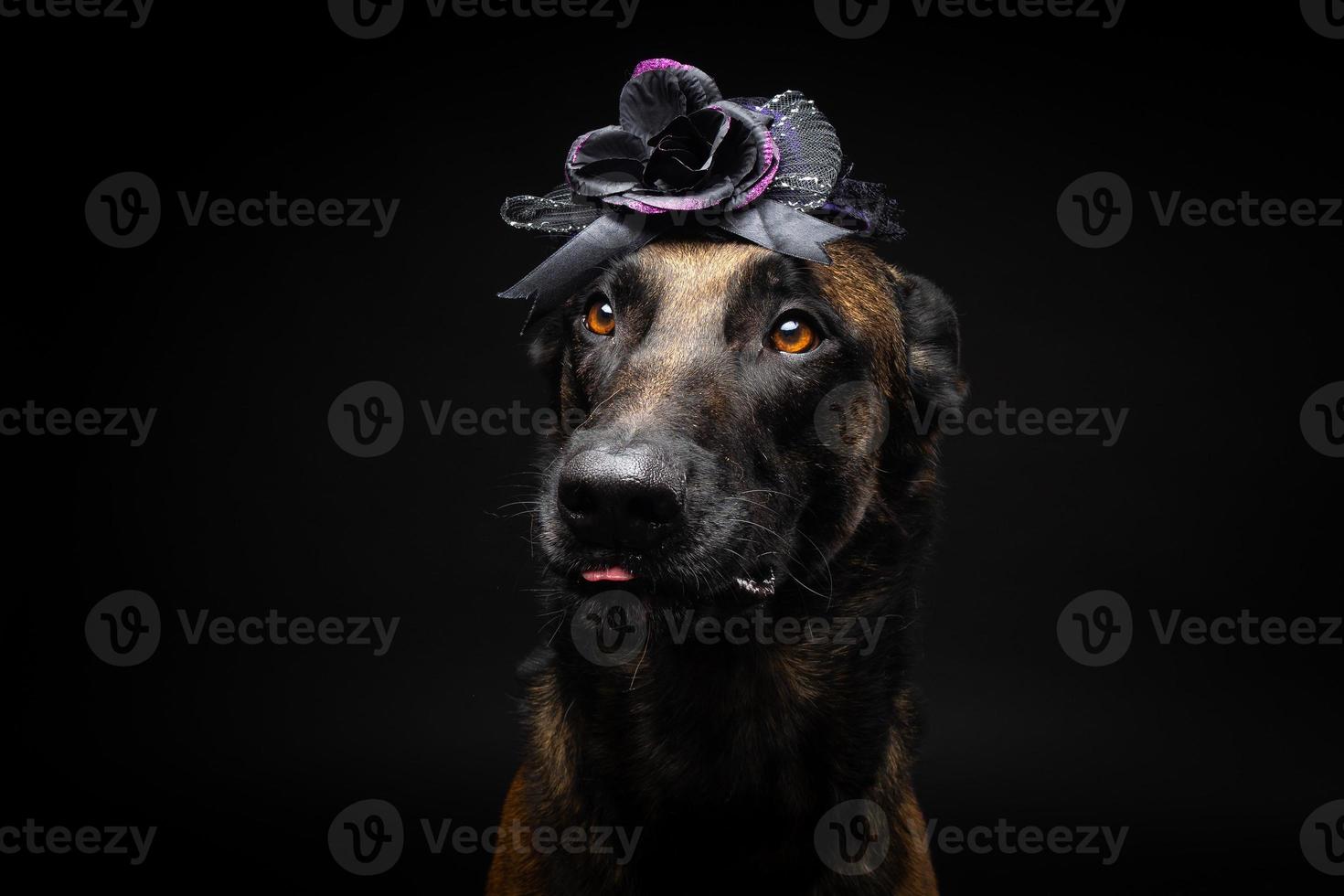 ritratto di un' belga pastore cane nel un' copricapo. carnevale o Halloween. foto