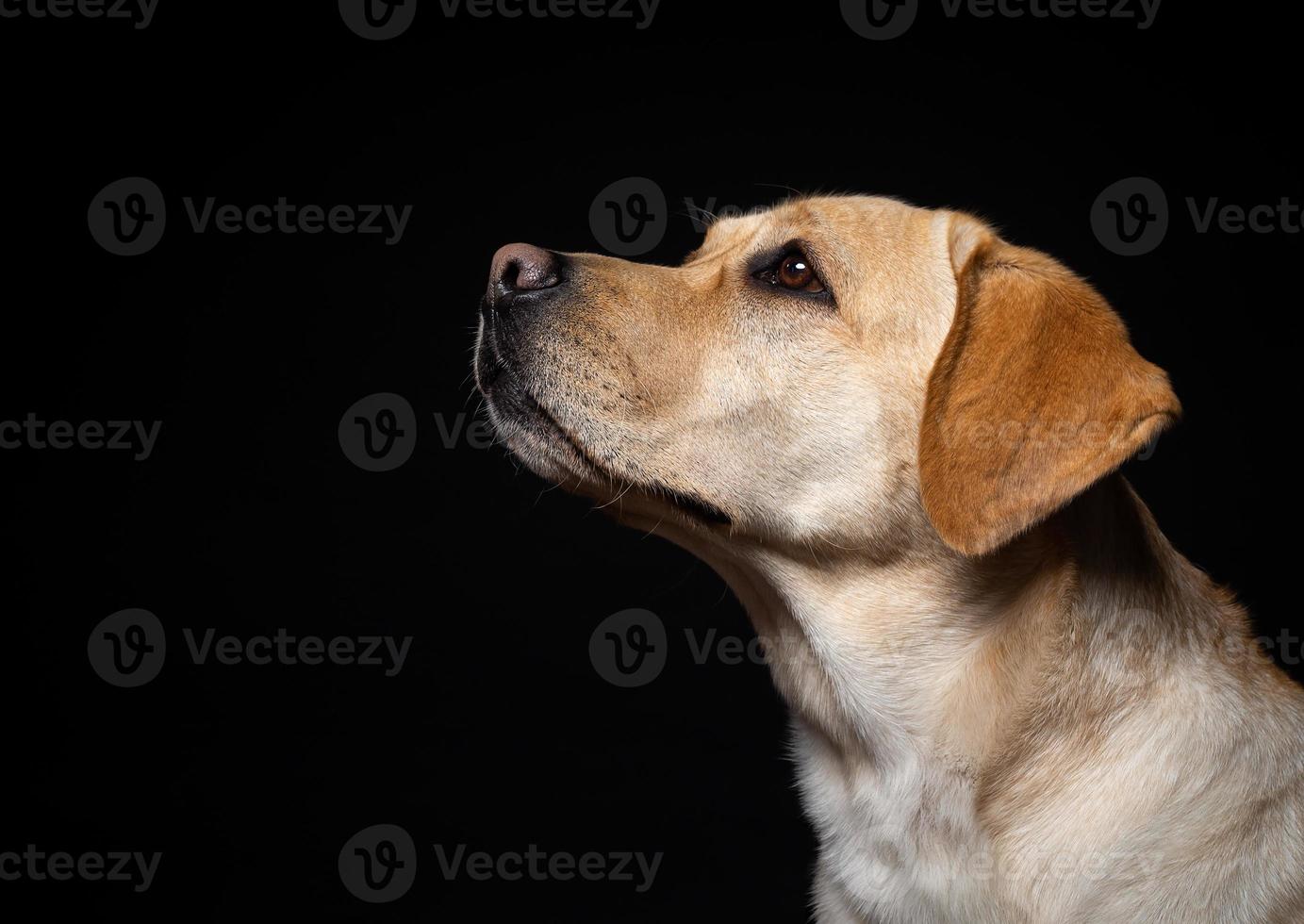 ritratto di un cane labrador retriever su uno sfondo nero isolato. foto