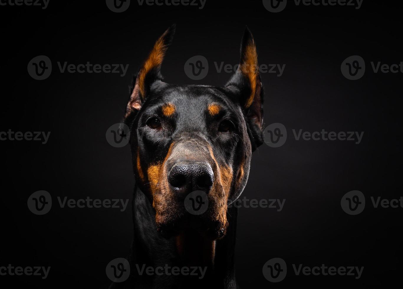 ritratto di un cane doberman su uno sfondo nero isolato. foto