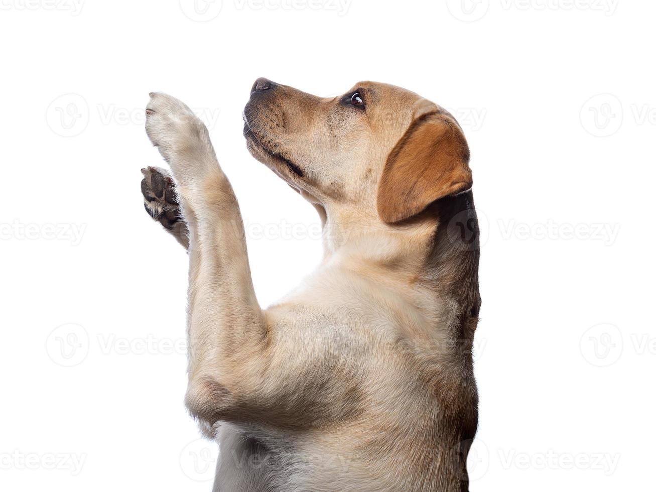 ritratto di un cane labrador retriever su uno sfondo bianco isolato. foto