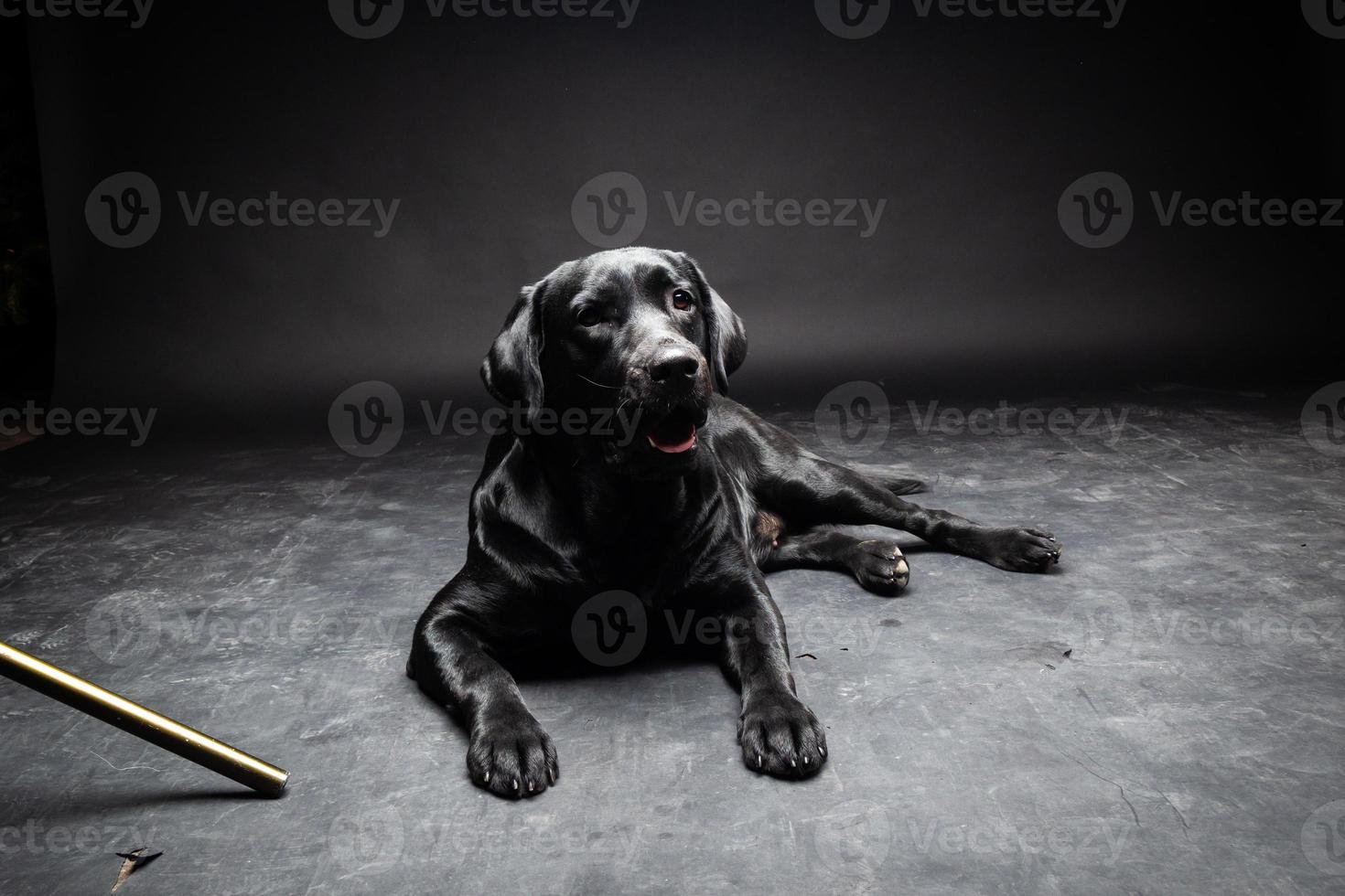 ritratto di un cane labrador retriever su uno sfondo nero isolato. foto