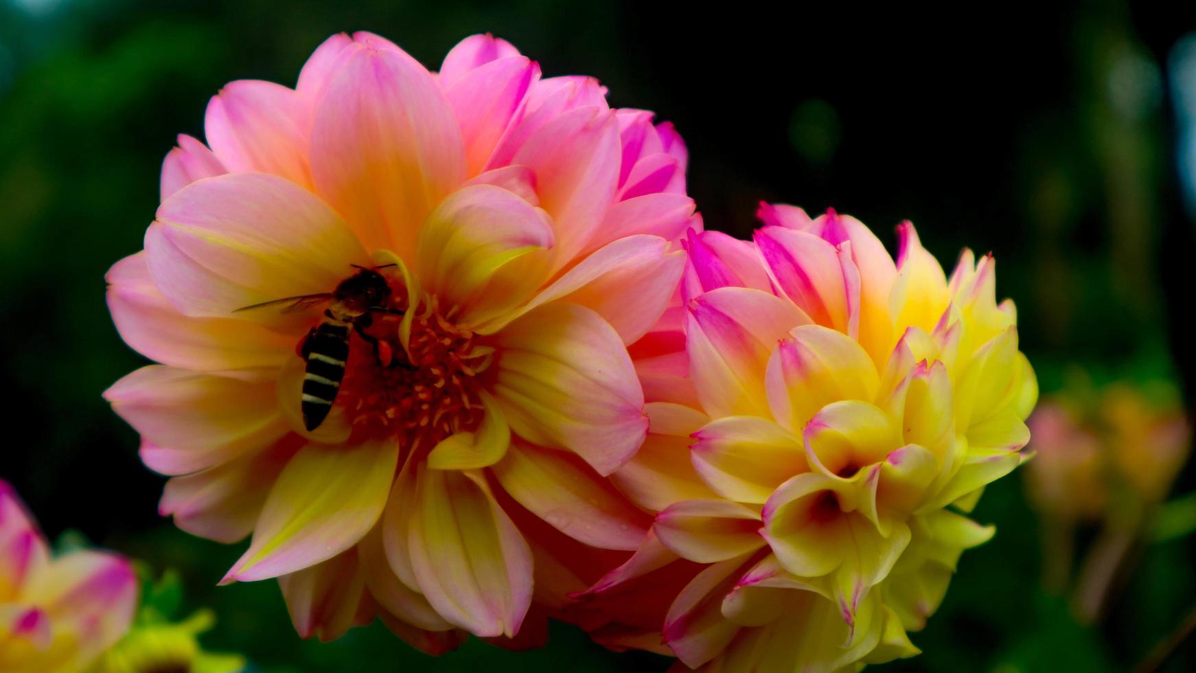 bellissimo e sorprendente giallo rosa dalia pinnata fiori foto