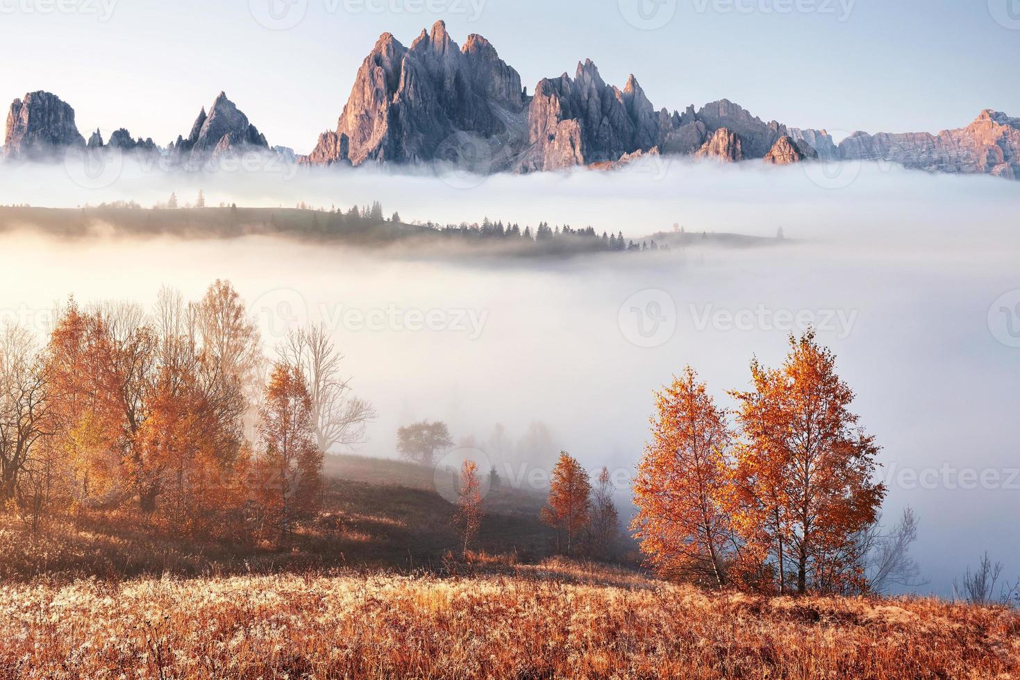 paesaggio maestoso con alberi autunnali nella foresta nebbiosa. carpazi, ucraina, europa. mondo della bellezza foto