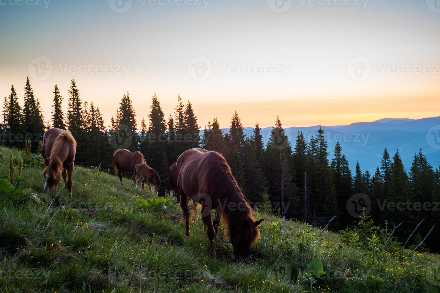 equitazione nel il Carpazi foto