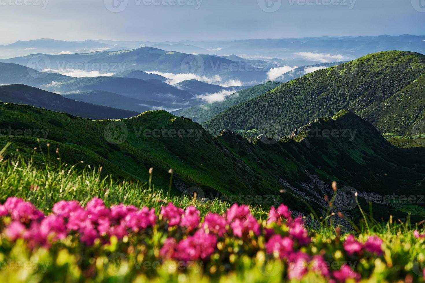 valli con nebbia. maestoso carpazi montagne. bellissimo paesaggio. mozzafiato Visualizza foto