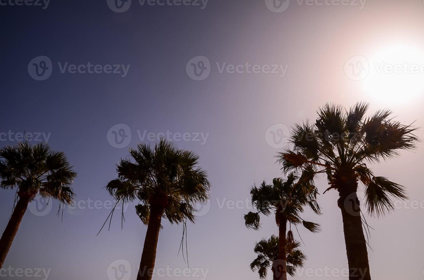 vista delle palme foto