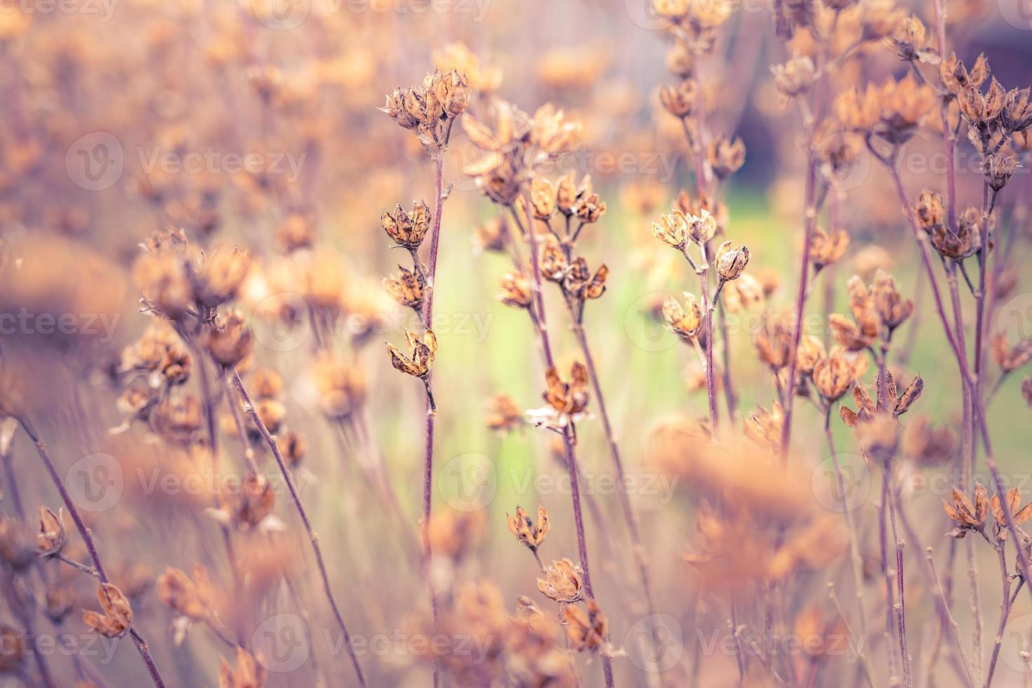 asciutto prato fiori nel autunno campo. natura sfondo foto