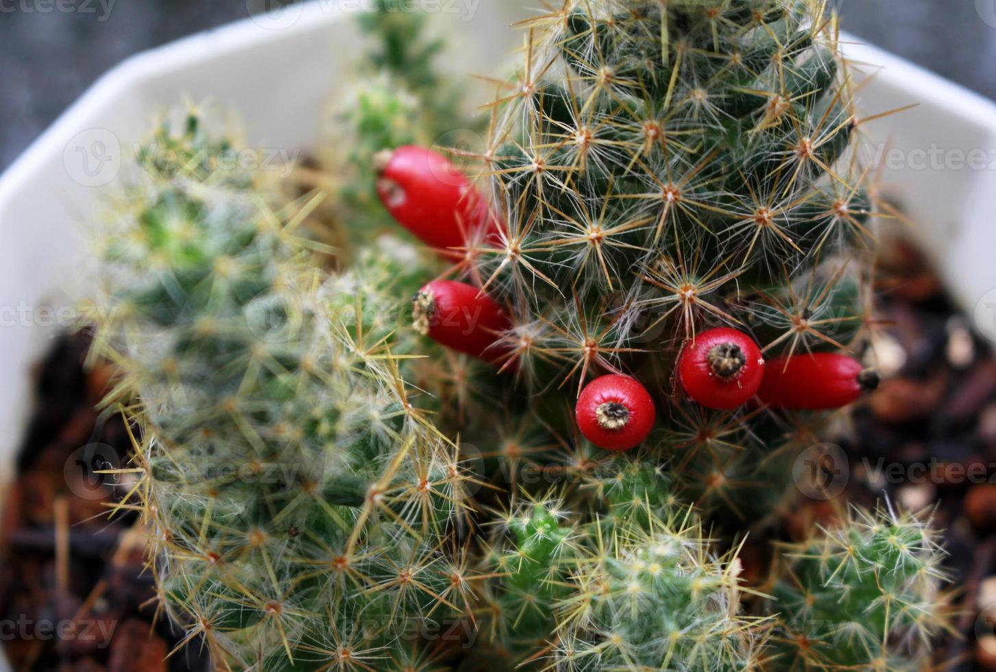 Marrone capelli cactus pianta con rosso frutta. foto