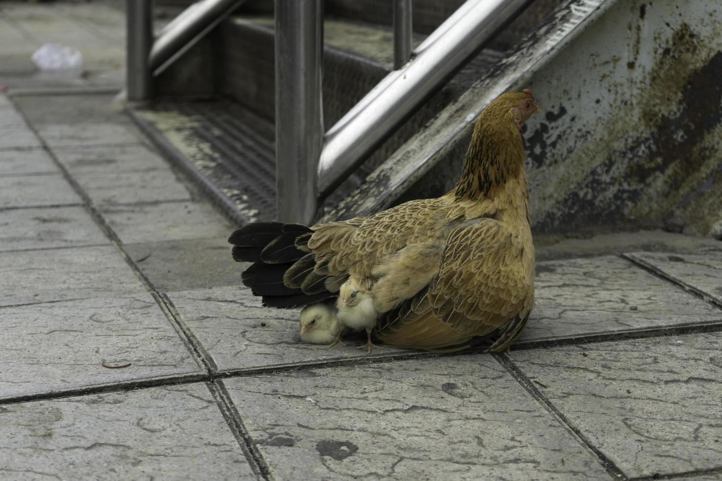 un' gallina e pollo su il marciapiede di il strada foto