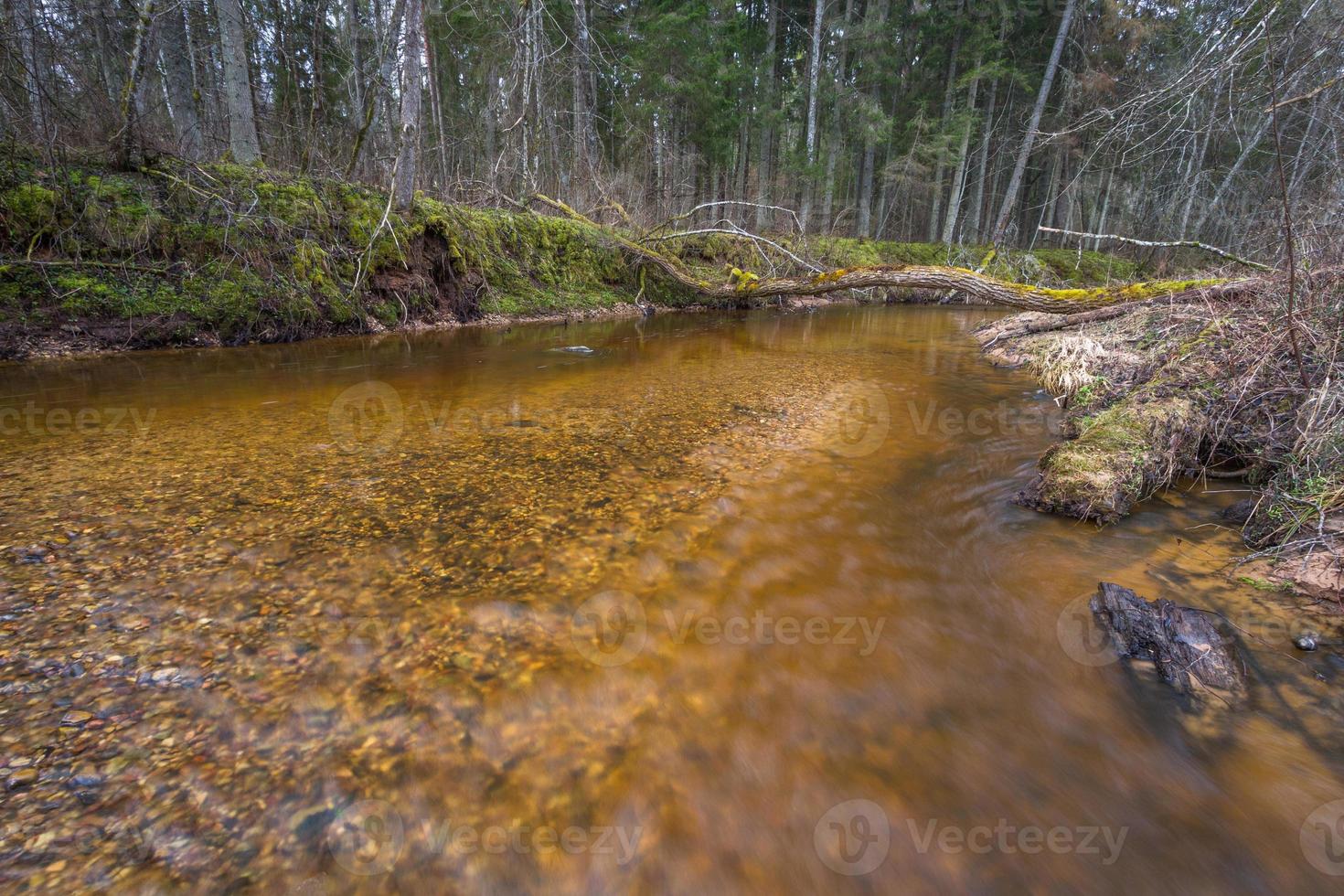 piccolo foresta fiume nel presto primavera foto