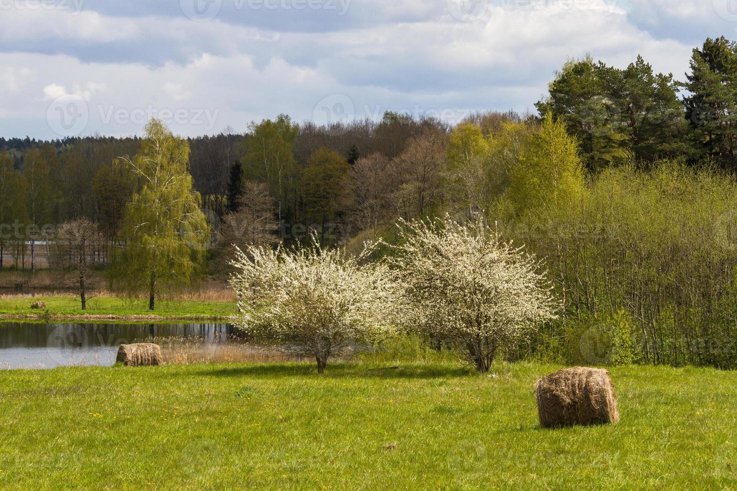 paesaggi a partire dal il lettone campagna nel primavera foto