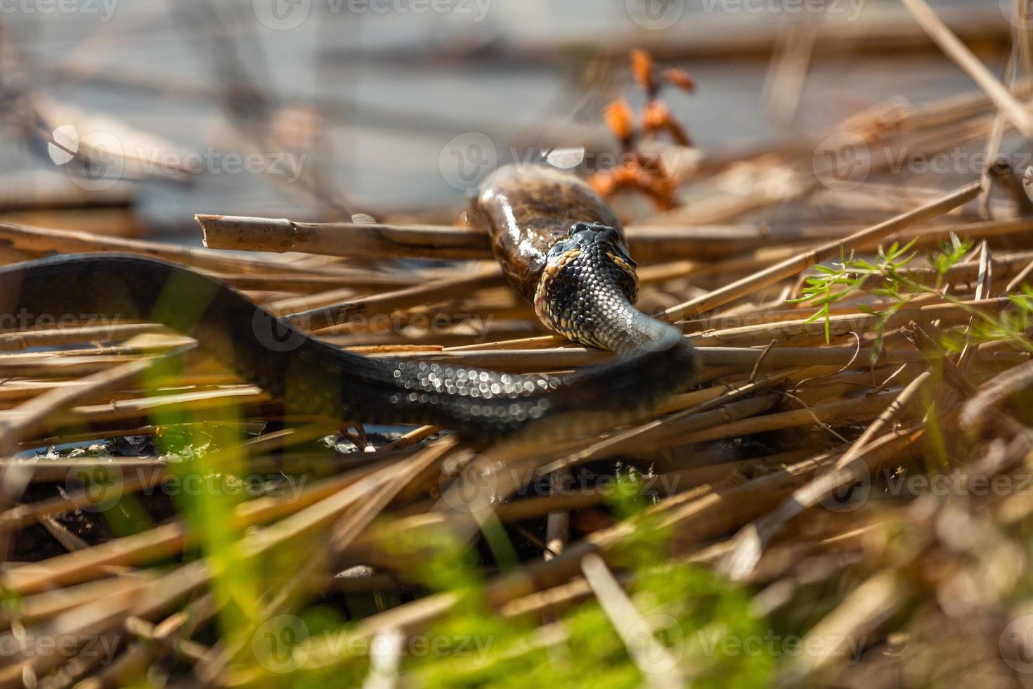 erba serpente nel naturale ambiente foto