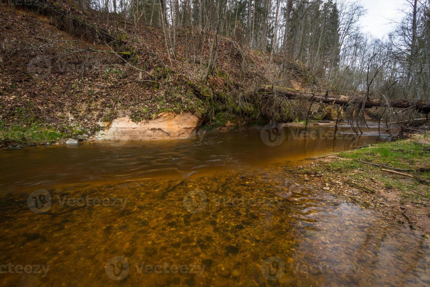 piccolo foresta fiume nel presto primavera foto