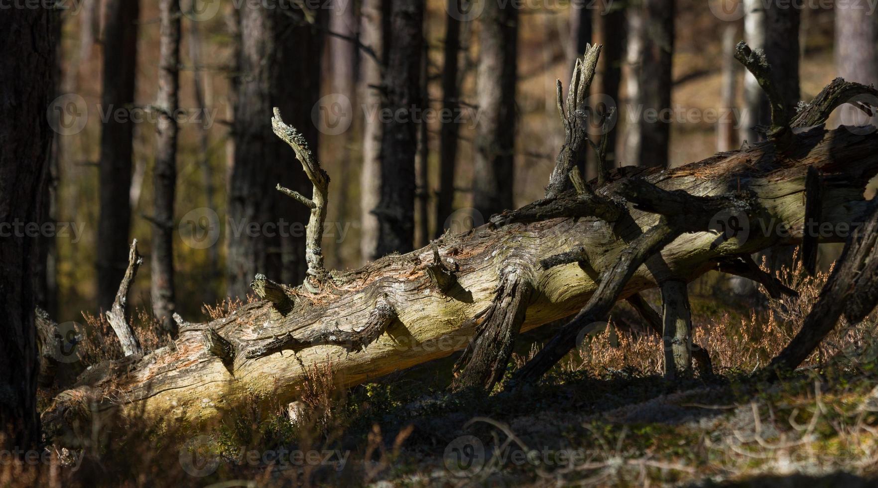 pino e abete rosso foresta foto