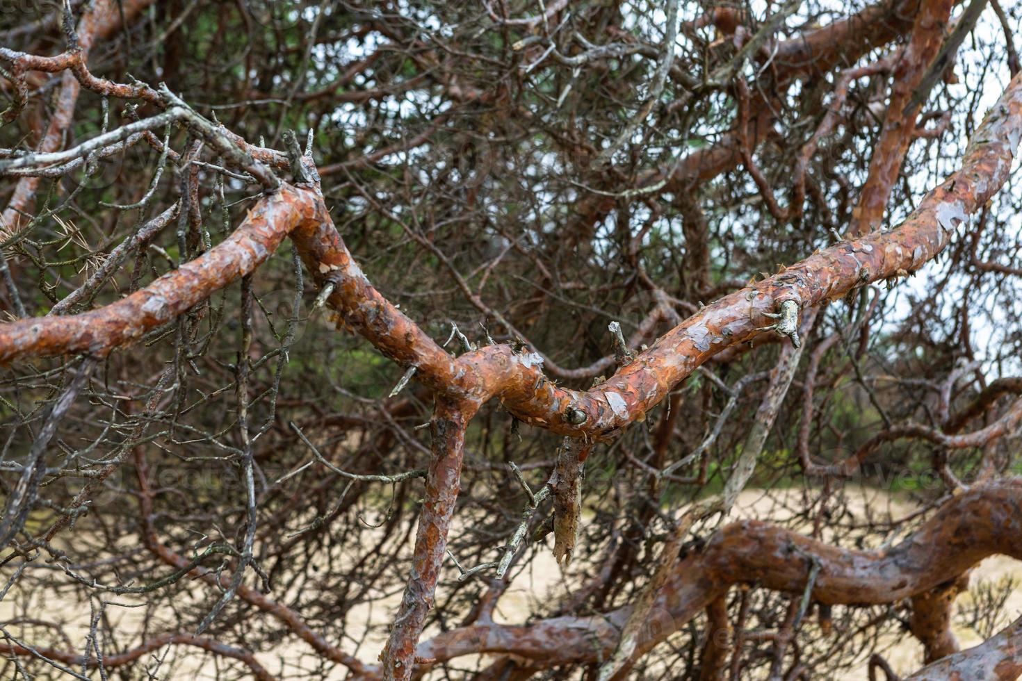 pino e abete rosso foresta foto