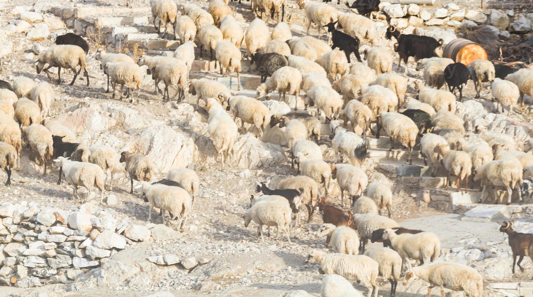 pascolo nel il Aperto su il greco isole foto