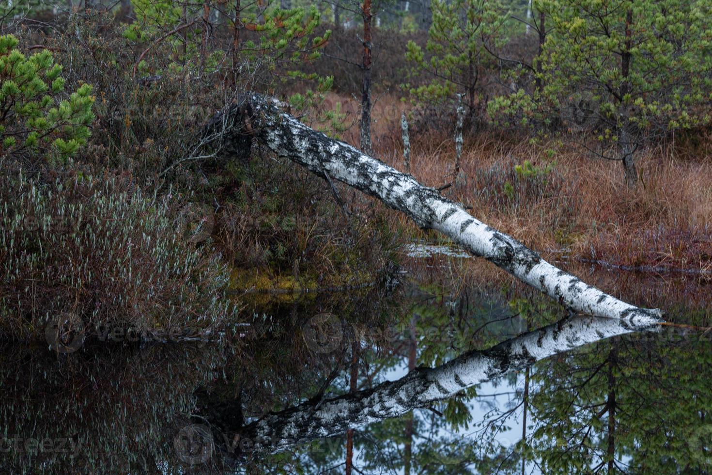 autunno giorno a il palude lago foto