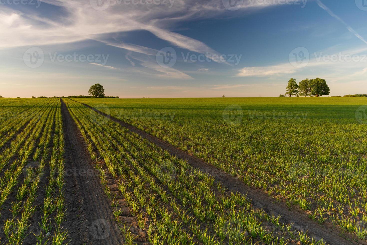 paesaggi a partire dal il lettone campagna nel primavera foto