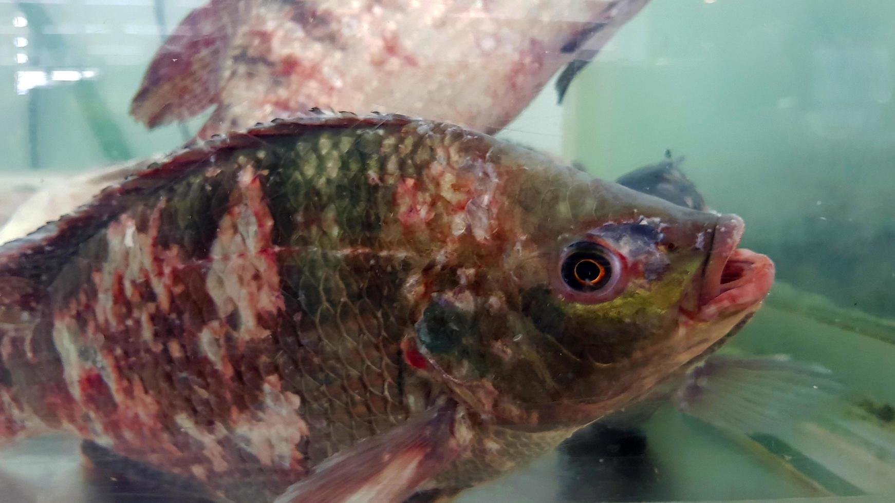 vicino su Tilapia con molti ferita, lesione su corpo nel bicchiere Consiglio dei ministri per vendita a pesce mercato o supermercato. gruppo di animale, salutare vita e marino vita. foto