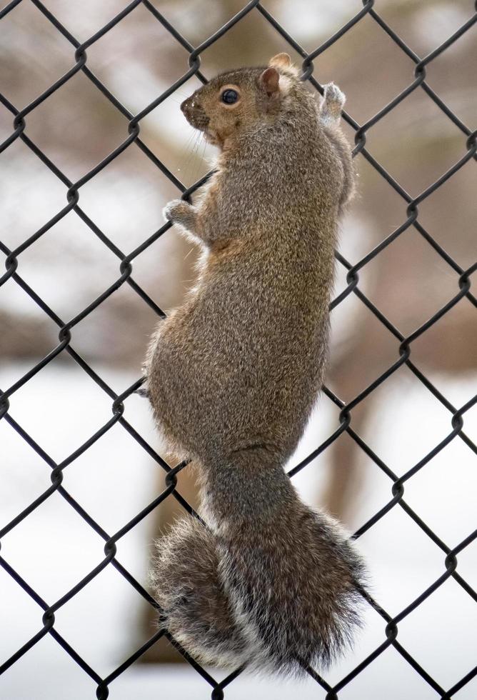 grigio scoiattolo su recinto nel zoo foto