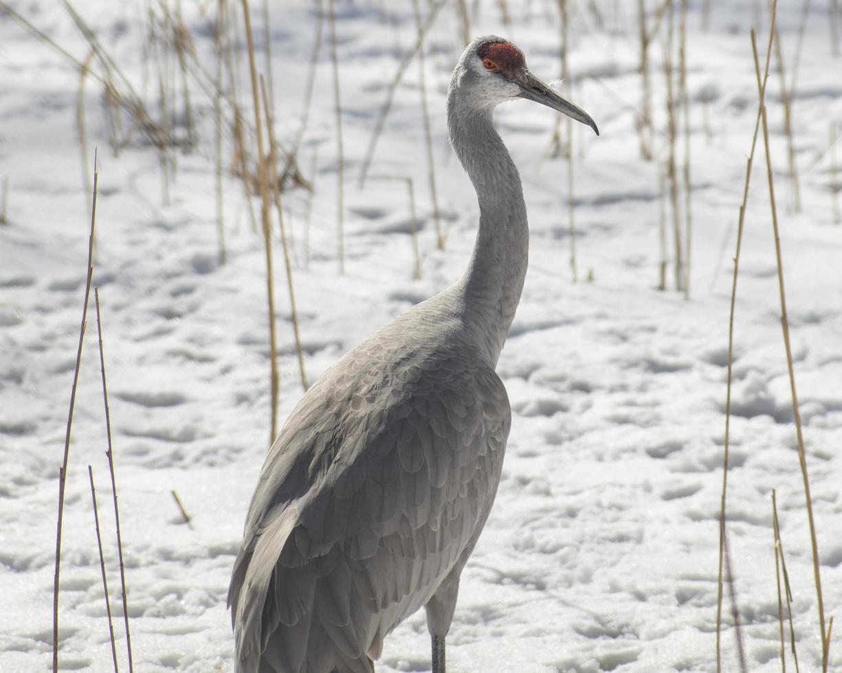 sandhill gru su neve nel un' campo nel inverno foto