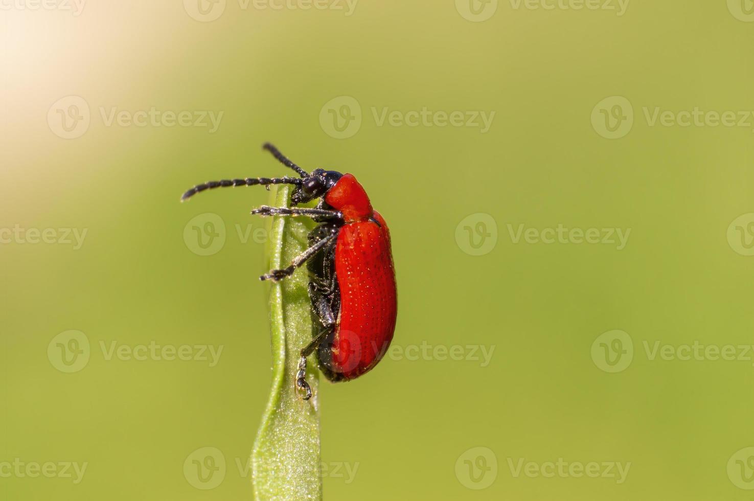 uno rosso giglio scarafaggio si siede su un' foglia foto