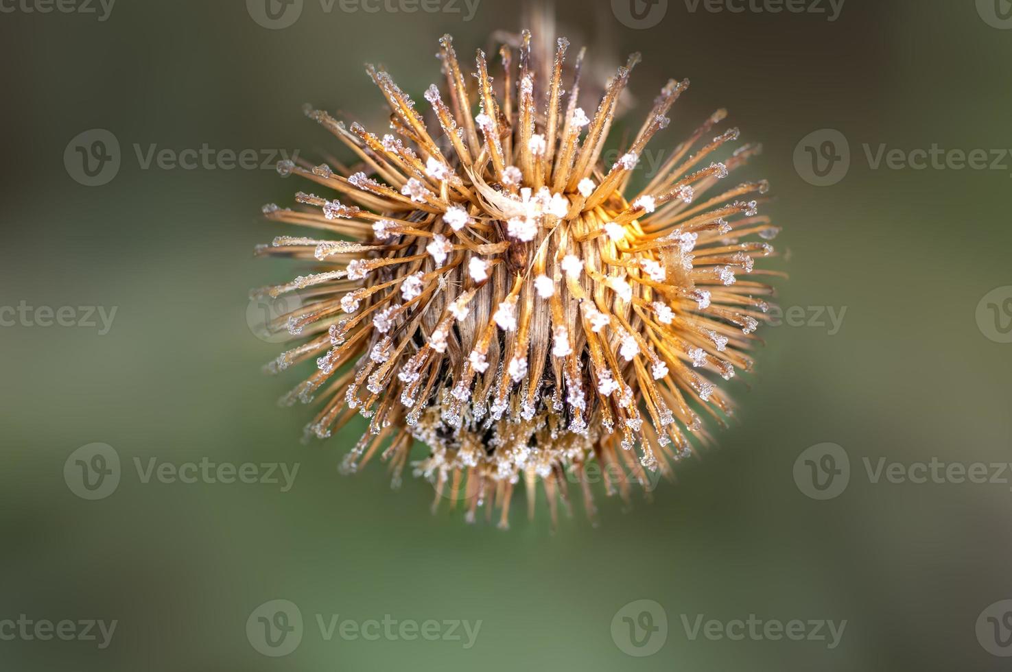 un fiore di bardana in autunno foto