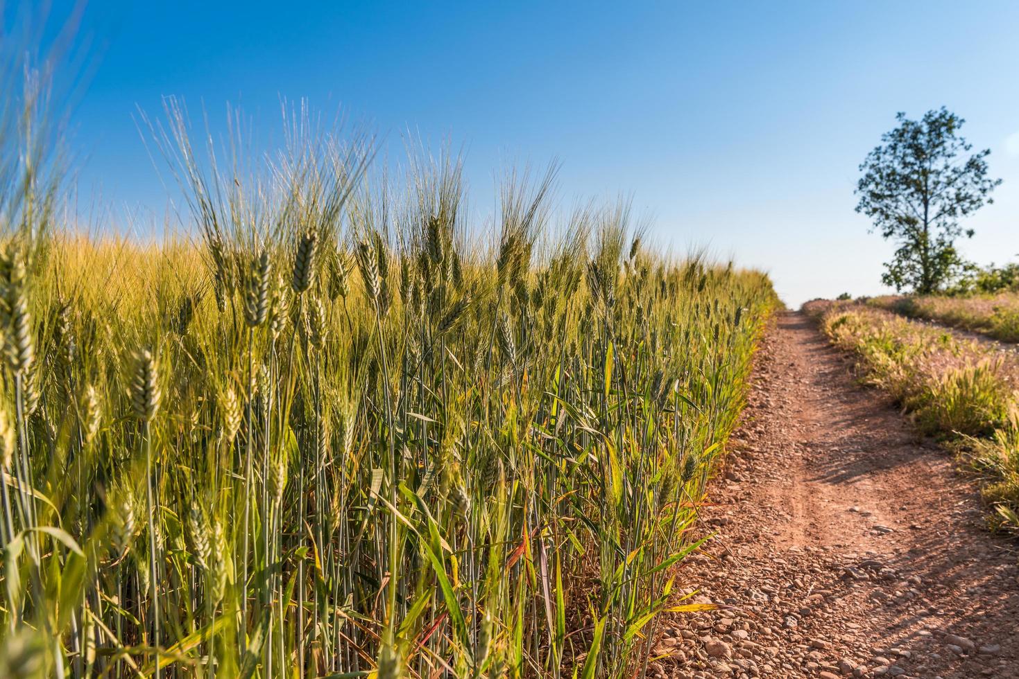 panoramico Visualizza di verde Grano campo lungo un' sentiero nel Provenza, Sud di Francia foto